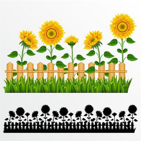 seamless summer backgrounds - Border with sunflowers and fence.(can be repeated and scaled in any size) Stock Photo - Budget Royalty-Free & Subscription, Code: 400-04398149