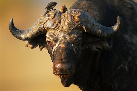 Old African buffalo bull - Syncerus caffer - South Africa Fotografie stock - Microstock e Abbonamento, Codice: 400-04398215