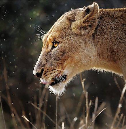 side view of lion head - Portrait of a lioness in the rain  - Kruger National Park - South Africa Foto de stock - Super Valor sin royalties y Suscripción, Código: 400-04398217