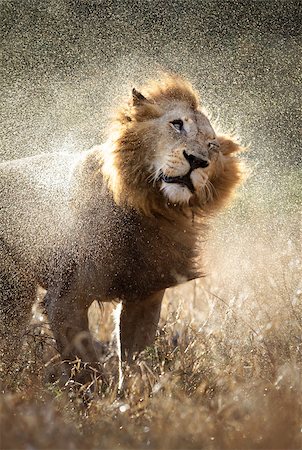 simsearch:400-04885442,k - Male lion shaking off the water after a rainstorm - Kruger National Park - South Africa Fotografie stock - Microstock e Abbonamento, Codice: 400-04398218