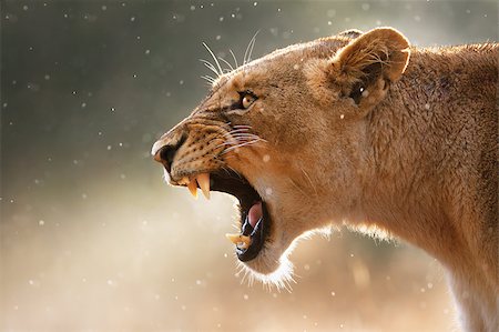 rugir - Lioness displays dangerous teeth during light rainstorm  - Kruger National Park - South Africa Photographie de stock - Aubaine LD & Abonnement, Code: 400-04398219