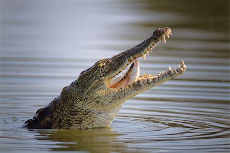 simsearch:841-07084375,k - Nile crocodile swallowing a fish; crocodylus niloticus - Kruger National Park Stockbilder - Microstock & Abonnement, Bildnummer: 400-04398213