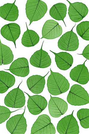 simsearch:400-05713050,k - Skeletal leaves on white - background. Clipping path included. Stock Photo - Budget Royalty-Free & Subscription, Code: 400-04398353