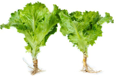 simsearch:400-04879197,k - Fresh garden lettuce on a white background. Stock Photo - Budget Royalty-Free & Subscription, Code: 400-04398379