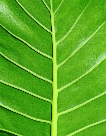 leaf texture Photographie de stock - Aubaine LD & Abonnement, Code: 400-04398498