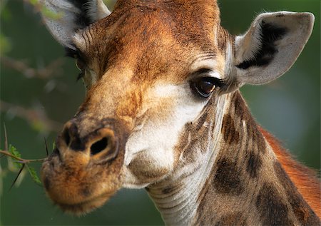 Close-up portrait of a giraffe head between thorn tree ; Giraffa Camelopardalis Foto de stock - Super Valor sin royalties y Suscripción, Código: 400-04398709