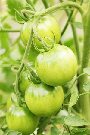 simsearch:400-06384379,k - the growing branch with the green tomatoes Stock Photo - Budget Royalty-Free & Subscription, Code: 400-04398764
