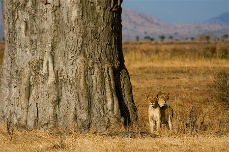 simsearch:400-05216600,k - Two young lions looking for mother in savannah of Mikumi National Park, Tanzania Foto de stock - Super Valor sin royalties y Suscripción, Código: 400-04399360