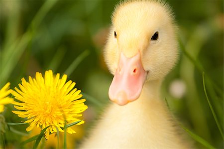 Small yellow duckling outdoor on green grass Stock Photo - Budget Royalty-Free & Subscription, Code: 400-04399409