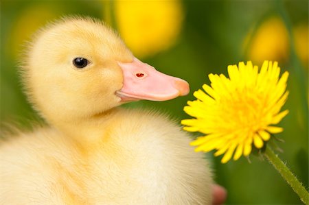 Little yellow duckling with dandelion on green grass Photographie de stock - Aubaine LD & Abonnement, Code: 400-04399414