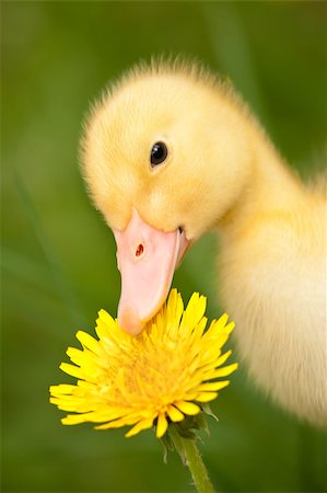 Little yellow duckling with dandelion on green grass Photographie de stock - Aubaine LD & Abonnement, Code: 400-04399416