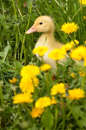 duckling meadow - Small yellow duckling outdoor on green grass Stock Photo - Budget Royalty-Free & Subscription, Code: 400-04399412