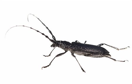 simsearch:400-05739088,k - Longhorn beetle, Cerambyx scopolii isolated on white background, texture Stockbilder - Microstock & Abonnement, Bildnummer: 400-04399435
