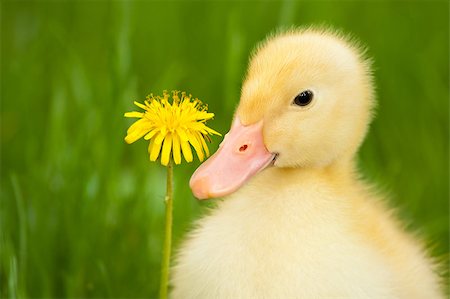 Little yellow duckling with dandelion on green grass Stock Photo - Budget Royalty-Free & Subscription, Code: 400-04399458