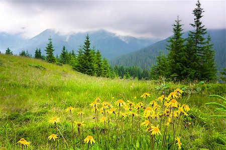 simsearch:400-04066006,k - Beautiful mountains landscape in Carpathian Photographie de stock - Aubaine LD & Abonnement, Code: 400-04399516