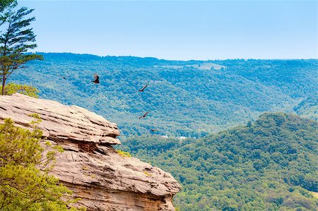 Turkey vultures are circling over a cliff in Central Kentucky Stock Photo - Budget Royalty-Free & Subscription, Code: 400-04399558