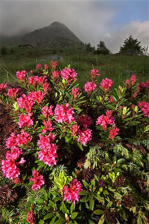 field with cherry trees and mountains - Rhododendron during a cloudy day in spring Stock Photo - Budget Royalty-Free & Subscription, Code: 400-04399770