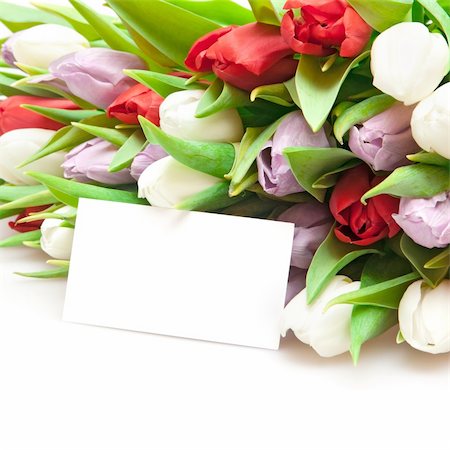 bouquet of tulips isolated on white Foto de stock - Super Valor sin royalties y Suscripción, Código: 400-04390007