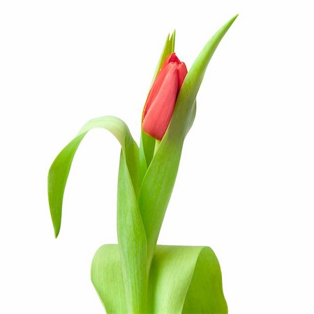 simsearch:400-04340566,k - one red tulip isolated on white Photographie de stock - Aubaine LD & Abonnement, Code: 400-04390008