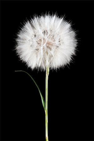 simsearch:700-00066683,k - white dandelion Photographie de stock - Aubaine LD & Abonnement, Code: 400-04390003