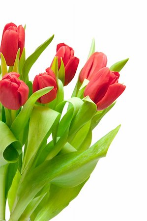 simsearch:400-04340566,k - red tulips isolated on white Photographie de stock - Aubaine LD & Abonnement, Code: 400-04390010