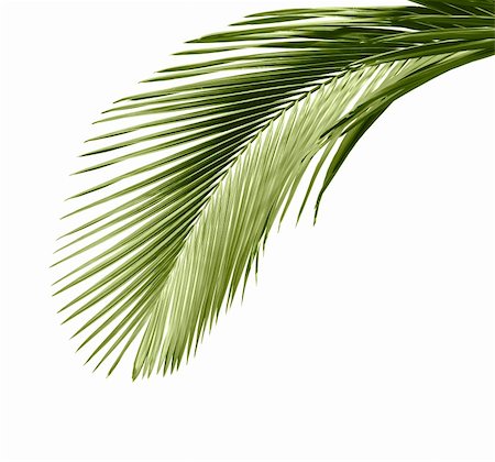Leaves of palm tree isolated on white background Stock Photo - Budget Royalty-Free & Subscription, Code: 400-04390113