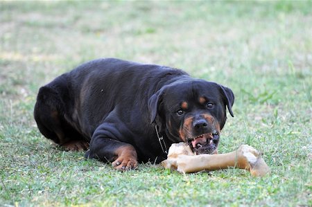 rottweiler - portrait of a angry purebred rottweiler with bone Photographie de stock - Aubaine LD & Abonnement, Code: 400-04390796