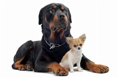 puppy with child white background - portrait of a purebred rottweiler and puppy chihuahua in front of white background Stock Photo - Budget Royalty-Free & Subscription, Code: 400-04390799