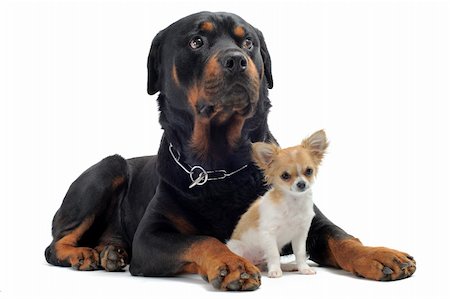 rottweiler - portrait of a purebred rottweiler and puppy chihuahua in front of white background Foto de stock - Super Valor sin royalties y Suscripción, Código: 400-04390799