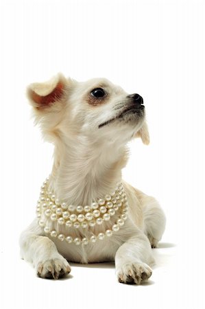 simsearch:400-06391494,k - portrait of a cute purebred chihuahua with pearl collar in front of white background Fotografie stock - Microstock e Abbonamento, Codice: 400-04390805