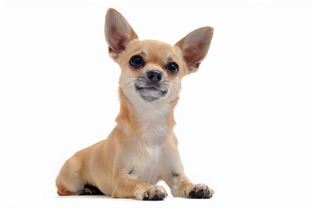 simsearch:400-07088618,k - portrait of a cute purebred   chihuahua in front of white background Foto de stock - Super Valor sin royalties y Suscripción, Código: 400-04390806