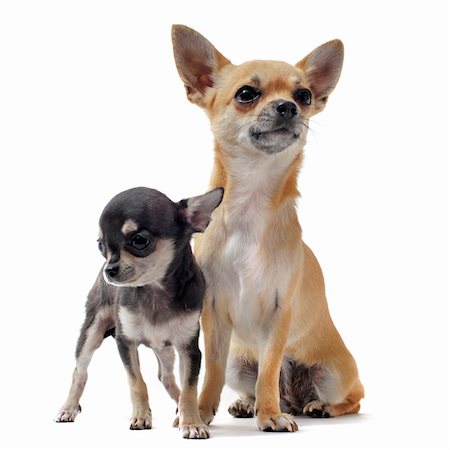 simsearch:400-05888313,k - portrait of a cute purebred  puppy chihuahua  and his mother in front of white background Photographie de stock - Aubaine LD & Abonnement, Code: 400-04390808