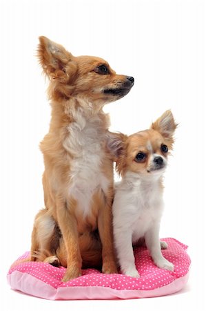 simsearch:400-05888313,k - portrait of a cute purebred  puppy chihuahua and adult in front of white background Photographie de stock - Aubaine LD & Abonnement, Code: 400-04390802