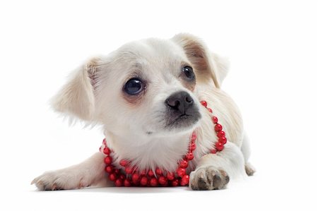 simsearch:400-06391494,k - portrait of a cute purebred chihuahua with pearl collar in front of white background Fotografie stock - Microstock e Abbonamento, Codice: 400-04390814