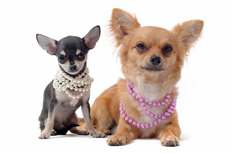 simsearch:400-05888300,k - portrait of a cute purebred chihuahuas with pearl collar in front of white background Stockbilder - Microstock & Abonnement, Bildnummer: 400-04390812