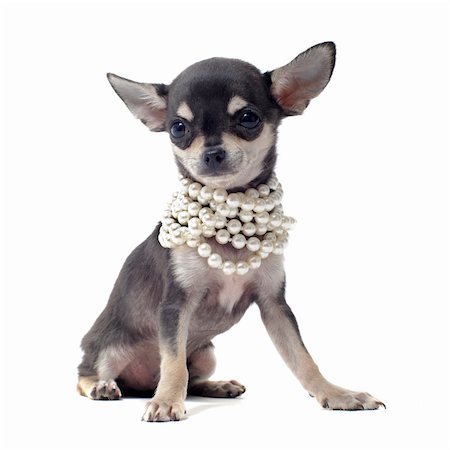 simsearch:400-06391494,k - portrait of a cute purebred puppy chihuahua with pearl collar in front of white background Fotografie stock - Microstock e Abbonamento, Codice: 400-04390813