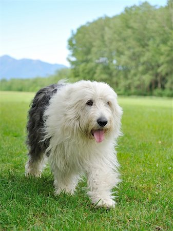 Big bobtail old english sheepdog breed dog outdoors on a field Stock Photo - Budget Royalty-Free & Subscription, Code: 400-04390884