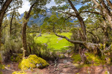 View of a tarn in the mountains covered by bright green moss Photographie de stock - Aubaine LD & Abonnement, Code: 400-04390920