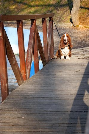 simsearch:400-06557689,k - sad dog, basset hound on wooden bridge Photographie de stock - Aubaine LD & Abonnement, Code: 400-04390987