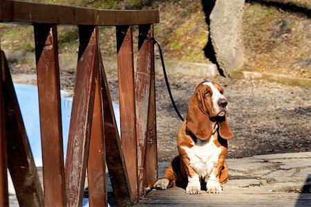 small to big dogs - sad dog, basset hound on wooden bridge Foto de stock - Super Valor sin royalties y Suscripción, Código: 400-04390988