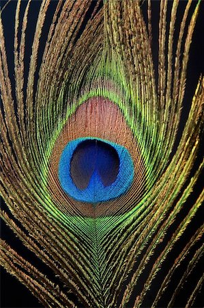 Detail of peacock feather eye on black background Stock Photo - Budget Royalty-Free & Subscription, Code: 400-04390992