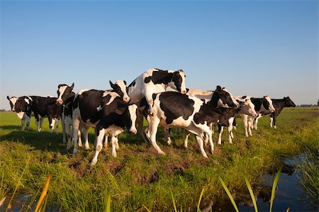 Dutch cows in the meadow Stock Photo - Budget Royalty-Free & Subscription, Code: 400-04391059