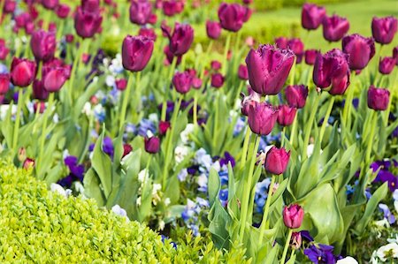 Well-groomed spring garden. Claret tulips Foto de stock - Super Valor sin royalties y Suscripción, Código: 400-04391214