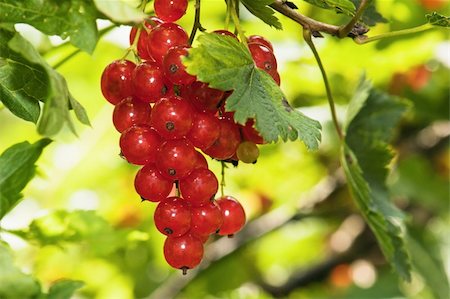 simsearch:400-05382337,k - Cluster of a red currant on a branch Stock Photo - Budget Royalty-Free & Subscription, Code: 400-04391222