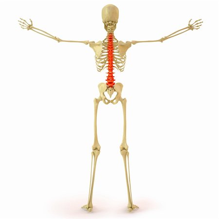 human skeleton with red spine. isolated on white. Stock Photo - Budget Royalty-Free & Subscription, Code: 400-04391285