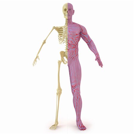 anatomical structure of the body man. bones and muscular flesh. isolated on white. Stock Photo - Budget Royalty-Free & Subscription, Code: 400-04391286