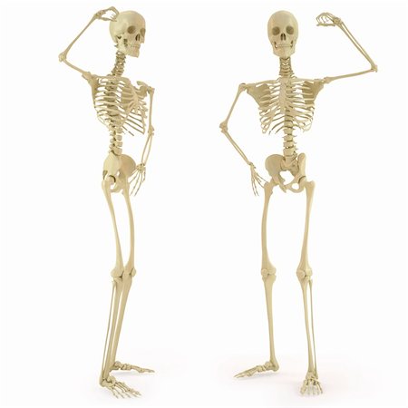 human skeleton. isolated on white. Stock Photo - Budget Royalty-Free & Subscription, Code: 400-04391289