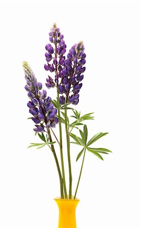 Closeup of yellow vase with few blue lupines on white background Stock Photo - Budget Royalty-Free & Subscription, Code: 400-04391451