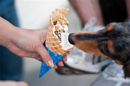 Dachshund puppy eating ice cream cone Stock Photo - Budget Royalty-Free & Subscription, Code: 400-04391542
