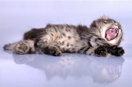 simsearch:400-07250071,k - close-up portrait of a fluffy lying yawning one month old kitten Foto de stock - Super Valor sin royalties y Suscripción, Código: 400-04391554